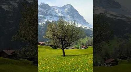 Most beautiful places in Switzerland #switzerland #travel #nature #relaxing #relaxingmusic #swissalp