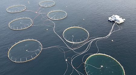 Dying salmon trouble Norway's vast fish-farm industry