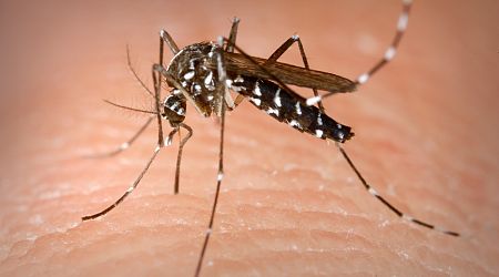 Everyone can help prevent the spread of tiger mosquito: watchdog