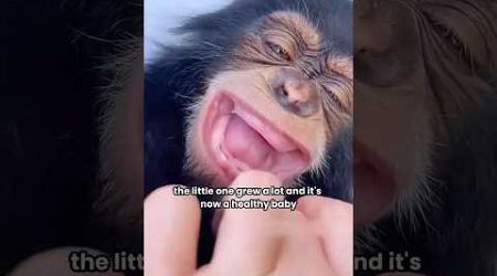 This is a happy story #orangutan #animal #touching. #shortvideo