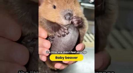 Girl adopts a homeless baby beaver #Beaver #Animal&quot; #shortvideo