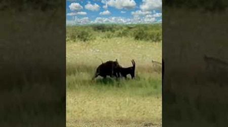 buffalo foiled the leopard&#39;s task|| #shorts #facts #animal