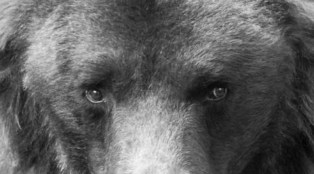 Belitsa Bear Sanctuary Bids Farewell to Late 33-year-old Brown Bear Charlie