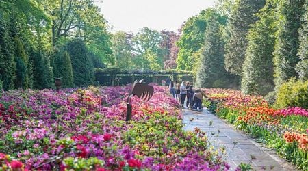 Disapointed Keukenhof visitors flood TikTok with videos of wilting, dead flowers