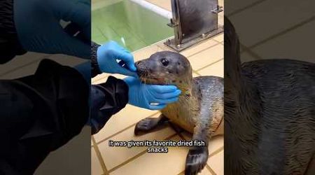 Girl Rescues Seal Reunites Years Later#animal #rescue #seal#ocean #shortvideo #shorts