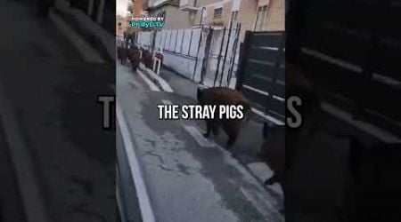 Italy Goes To War With Pigs