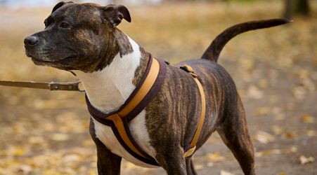  Free neutering of bully breed dogs launched in new government pilot project 