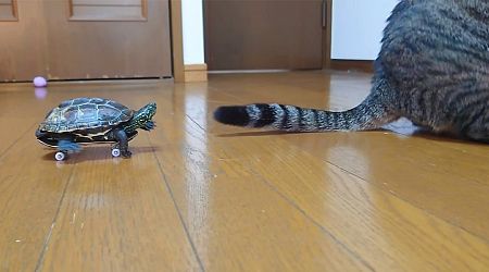 Itty Bitty Turtle Goes Turbo Speed On A Tiny Skateboard And Chases Cats Around The House (Video)
