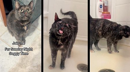 Pym the shower cat goes viral, savoring the sweet luxuries of feline hygiene in the form of a purrfect, hot shower: 'Washing away the Sunday scaries'