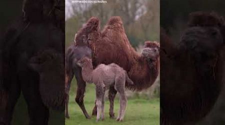 Bactrian camel born at UK Zoo
