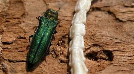 Invasive ash-tree-destroying beetle found in B.C. for 1st time
