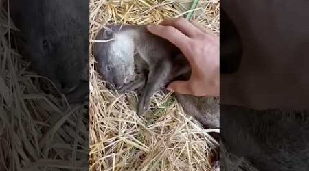 A little one who knows how to enjoy #Otter #Animal #Rescue #shortvideo