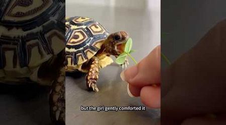 Unexpectedly it was a giant turtle#animal #rescue #turtle #emotion #shortvideo #shorts