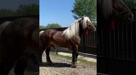 #animals #horse #romania #power #stallion #drafthorse #big #like