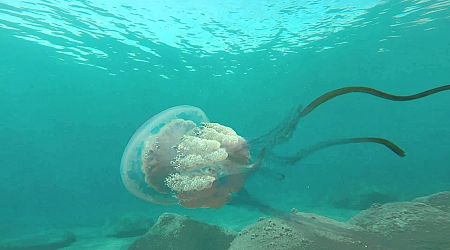 Jellyfish warning in Spain: Potentially dangerous creatures are arriving earlier and in larger numbers this year, say sealife experts