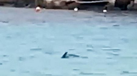 Family scream for help as shark swoops in as they paddle in sea in Spain