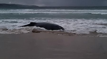 Shark alert issued for Ocean Beach Surfing Spot in Denmark after sick humpback whale stranded itself and died