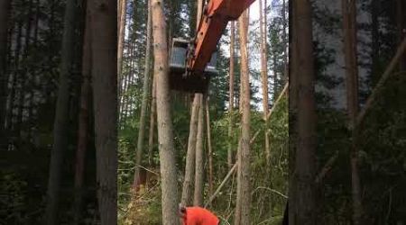 Logging. #excavator #husqvarna #norway #loggingequipment #tree #shorts