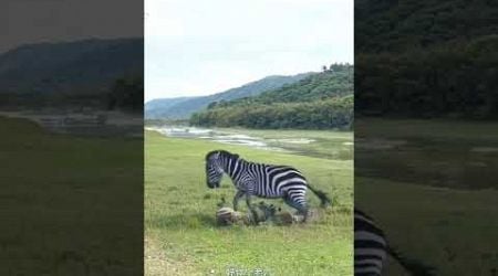 Zebra uses his stunts to compete in animal combat. Close distance with wild animals. Wonderful mome