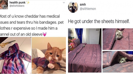 Wholesome Cat Memes For All The Grumpy Cats Who Need Their Frowns Turned Upside Down