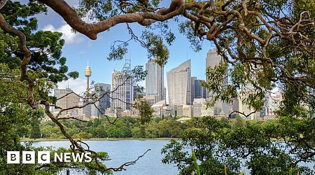 Chainsaw vandals hack at trees to get better Sydney harbour view