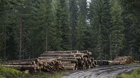 Luke: Logging exceeded sustainable levels in many regions of Finland in 2023