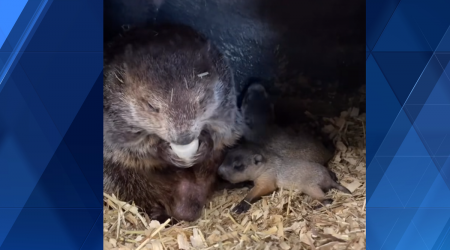 Famed groundhog Punxsutawney Phil's new babies' names revealed