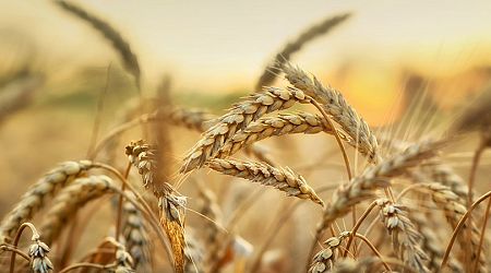Israel signed emergency wheat supply agreement with Romania