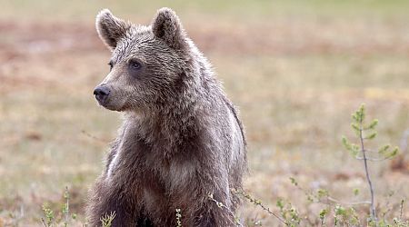 Large brown bear spotted on outskirts of Czech city