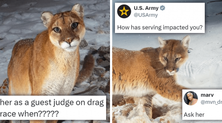 'No one has mothered as hard as her': Mountain Lion Momma Serving Diva Realness Gets Photographed In The Wild And Twitter Immediately Meme-s Her