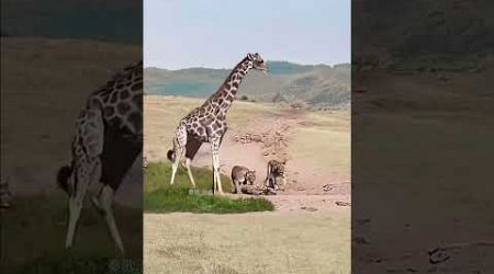 Giraffe successfully escapes from lion in animal fighting competition, close distance with wild ani