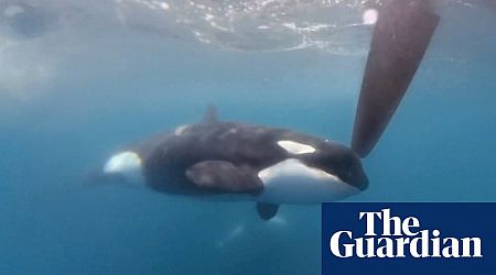 Yacht sinks after latest incident involving orcas in strait of Gibraltar