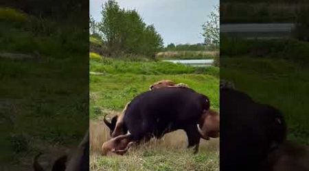 Bison vs. Lion #Animal Fighting Competition #Wild Animal Zero Distance #Animal Wonderful Moments