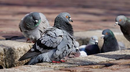War on birds in Spain: Valencia to use air cannons and nets to control starling and pigeon populations