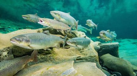 Conne River salmon on the road to extinction, says DFO study, with aquaculture a leading factor