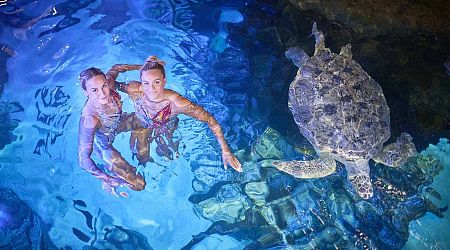 Olympic swimmers train with turtles at South Bank aquarium