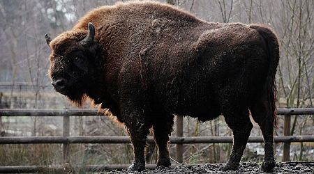 How a herd of 170 Bison could offset CO2 emissions equivalent of 2m cars in Romania