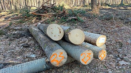 Over 1,000 forest felling permits revoked after court decision
