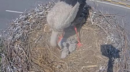 Camera Captures Five Newly Hatched Stork Chicks in Romania