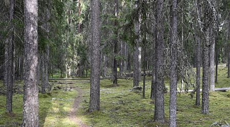 HS and YLE: Finnish government to adopt strict definition of old forests