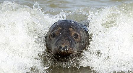 Limited hunting of seals might be allowed in Latvia