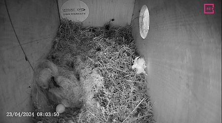 LTV's own livestreamed nest welcomes chicks