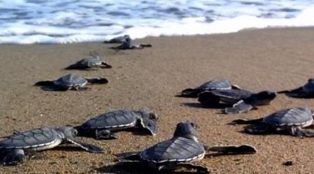 Higher global temperatures causing Caretta turtles to lay eggs sooner