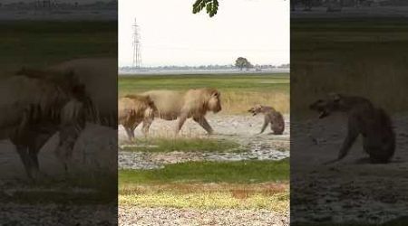 hyenas showed their strength in front of lions|| #shorts #facts #animal