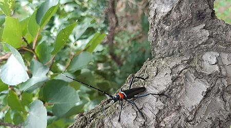 Study explores biology, impact, management and potential distribution of destructive longhorn beetle