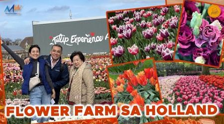 HOLLAND TULIPS &amp; FOODTRIP IN THE NETHERLANDS | Bernadette Sembrano
