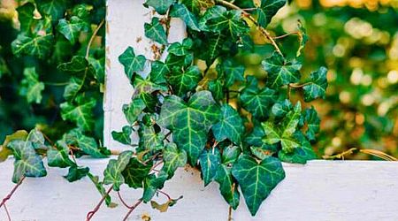 Gardening expert shares 'absolute easiest' way to remove ivy and stop it returning