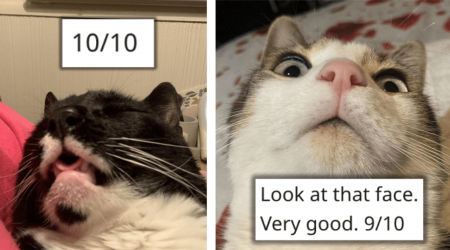 26 Ridiculously Rateable Clumsy Cat Photos To Whisker You Away From The Bottom of the Litter Box to Pawsitively Giggly