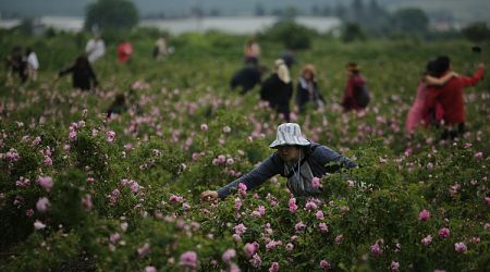 Rose Harvesting Season Starts in Kazanlak Area