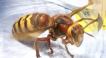Asian Hornet Ireland: 'Killer wasp' warning as guidance issued on encounters and safety measures
